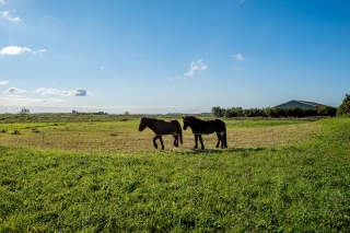 Huningahof 4 OOSTWOLD