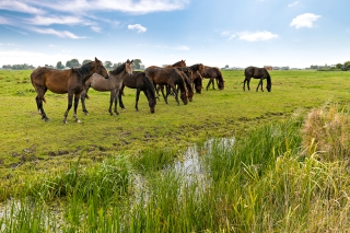 Joeswerd 121 GRONINGEN