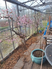 Brinkslaan 5 Schildwolde